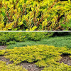 Ялівець звичайний Juniperus communis Hibernica (C3)