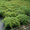 Ялівець звичайний Juniperus communis Repanda (C3)