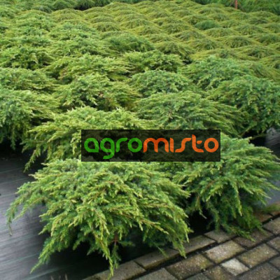 Ялівець звичайний Juniperus communis Repanda (C3)