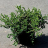 Ялівець звичайний Juniperus communis Zeal (C2)