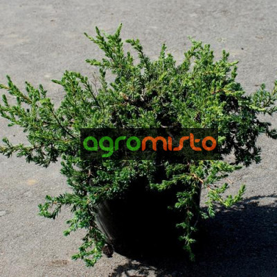 Ялівець звичайний Juniperus communis Zeal (C2)