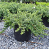 Ялівець прибережний Juniperus conferta Blue Pacific (C3)
