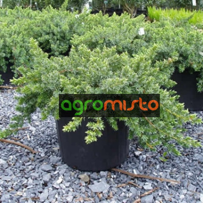 Ялівець прибережний Juniperus conferta Blue Pacific (C3)