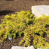Ялівець прибережний Juniperus depressa Aurea (C3)