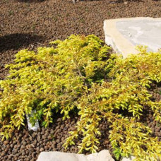 Ялівець прибережний Juniperus depressa Aurea (C3)