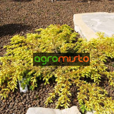 Ялівець прибережний Juniperus depressa Aurea (C3)