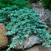 Ялівець стелячий Juniperus horizontalis Icee Blue (C3)