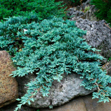 Ялівець стелячий Juniperus horizontalis Icee Blue (C3)