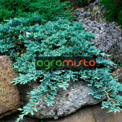 Ялівець стелячий Juniperus horizontalis Icee Blue (C3)