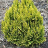 Кипарис Лавсона Chamaecyparis lawsoniana Minima Aurea (C2)