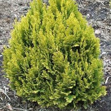 Кипарис Лавсона Chamaecyparis lawsoniana Minima Aurea (C2) Кипарис Лавсона Chamaecyparis lawsoniana Minima Aurea (C2)