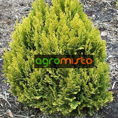 Кипарис Лавсона Chamaecyparis lawsoniana Minima Aurea (C2)