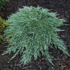 Ялівець стелячий Juniperus horizontalis Pancake (C2)
