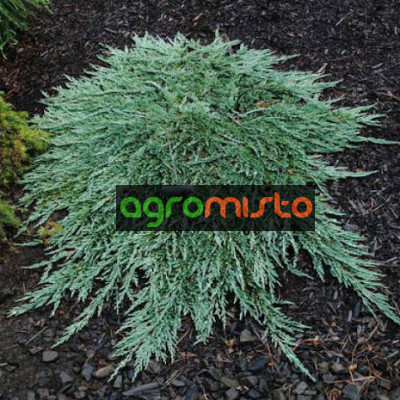 Ялівець стелячий Juniperus horizontalis Pancake (C2)