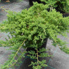 Ялівець стелячий Juniperus horizontalis Prince of Wales (С3)