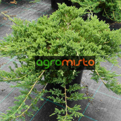 Ялівець стелячий Juniperus horizontalis Prince of Wales (С3)