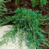 Ялівець стелячий Juniperus horizontalis Wiltonii (C3)