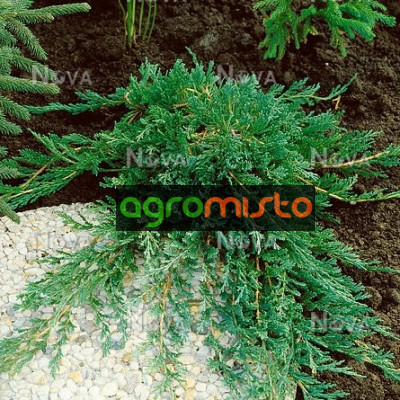 Ялівець стелячий Juniperus horizontalis Wiltonii (C3)