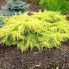 Ялівець середній Juniperus media Goldkissen (C2) Ялівець середній Juniperus media Goldkissen (C2)
