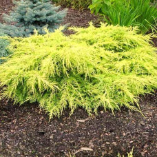 Ялівець середній Juniperus media Goldkissen (C2) Ялівець середній Juniperus media Goldkissen (C2)