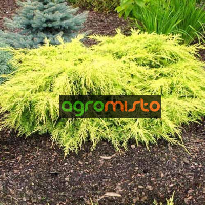 Ялівець середній Juniperus media Goldkissen (C2)
