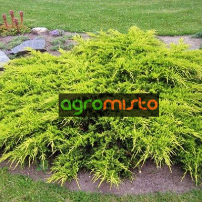Ялівець середній Juniperus media Old Gold (C3)