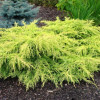 Ялівець середній Juniperus x pfitzeriana Aurea (C3)