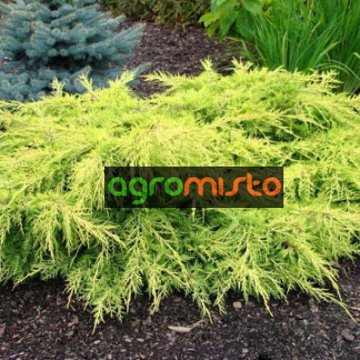 Ялівець середній Juniperus x pfitzeriana Aurea (C3)