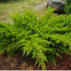 Ялівець середній Juniperus x pfitzenana Mint Julep (C3)