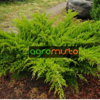Ялівець середній Juniperus x pfitzenana Mint Julep (C3)