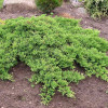 Ялівець стелячий Juniperus procumbens Nana (C3)