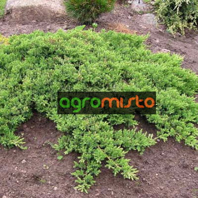 Ялівець стелячий Juniperus procumbens Nana (C3)