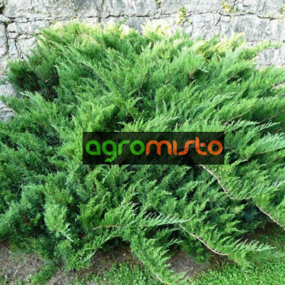 Ялівець козацький Juniperus sabina Tamariscifolia (C3)