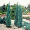 Ялівець скельний Juniperus scopulorum Blue arrow (C3)