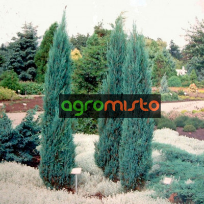 Ялівець скельний Juniperus scopulorum Blue arrow (C3)