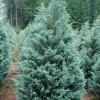 Ялівець скельний Juniperus scopulorum Moonglow (C3)