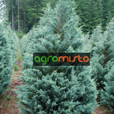 Ялівець скельний Juniperus scopulorum Moonglow (C3)