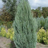 Ялівець скельний Juniperus scopulorum Skyrocket (C3)