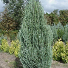 Ялівець скельний Juniperus scopulorum Skyrocket (C3)