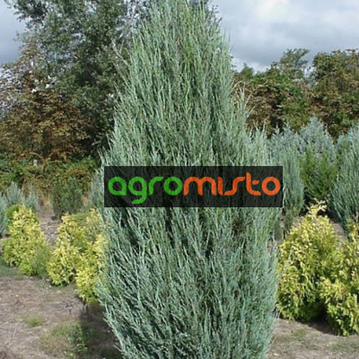 Ялівець скельний Juniperus scopulorum Skyrocket (C3)
