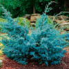 Ялівець лускатий Juniperus squamata Blue Alps (C2)