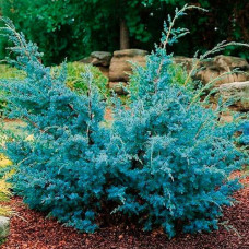 Ялівець лускатий Juniperus squamata Blue Alps (C2)