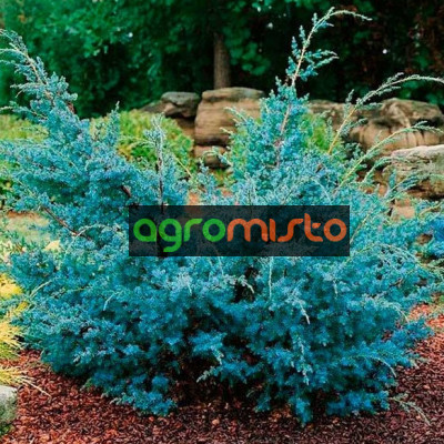 Ялівець лускатий Juniperus squamata Blue Alps (C2)