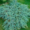 Ялівець лускатий Juniperus squamata Blue Carpet (C2)
