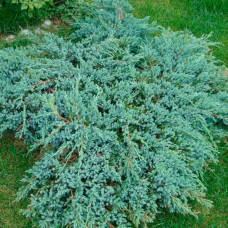 Ялівець лускатий Juniperus squamata Blue Carpet (C2)