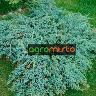 Ялівець лускатий Juniperus squamata Blue Carpet (C2)
