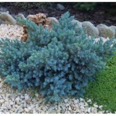 Ялівець лускатий Juniperus squamata Blue Compact (C2)