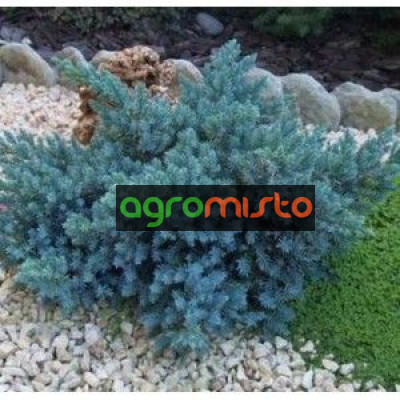 Ялівець лускатий Juniperus squamata Blue Compact (C2)