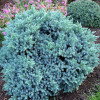 Ялівець лускатий Juniperus squamata Blue Star (C2)