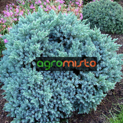 Ялівець лускатий Juniperus squamata Blue Star (C2)